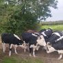 Heifers Cavan for sale Image 3