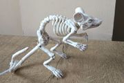 Halloween Skeleton mouse