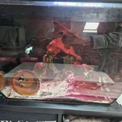 Saltwater fishtank, Marine fishtank