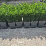 Euonymus Green Spire hedging Image 2