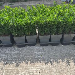 Euonymus Green Spire hedging, 25 Plants