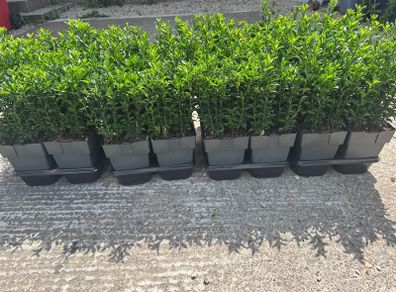 Euonymus Green Spire hedging, 25 Plants