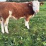 PBR Simmental Weanling Heifer Image 10