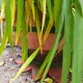 Large handmade planter with plants Image 4