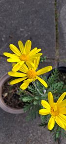 Euryops