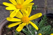 Euryops