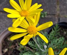 Euryops