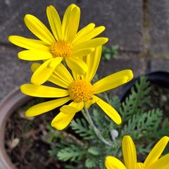 Euryops