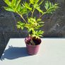 Tree Peony Yellow Height 50cm Image 6
