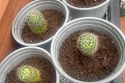 Mammillaria Spinosissima