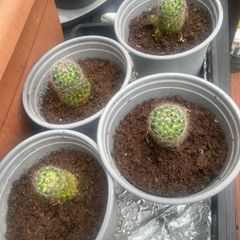 Mammillaria Spinosissima