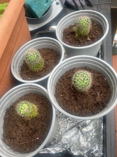 Mammillaria Spinosissima