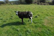 Dutch Spotted Hoggett Rams