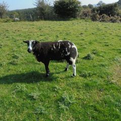 Dutch Spotted Hoggett Rams