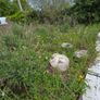 A wild garden Image 10