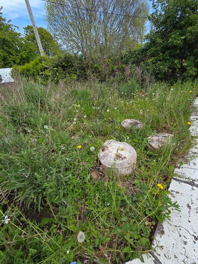 A wild garden