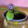 Carnivorous houseplant Nepenthes pitcher plant Image 4