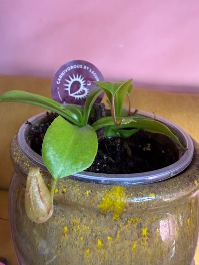 Carnivorous houseplant Nepenthes pitcher plant