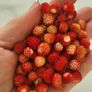 Wild strawberry. Delicious and aromatic berries. Image 4