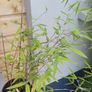 Clumping bamboo 1L Image 2