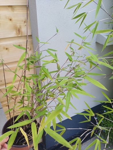 Clumping bamboo 1L