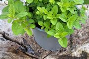 Oregano. Mint. Wild berries.  Foxgloves.