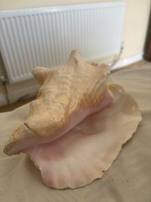 The magic conch