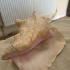 The magic conch
