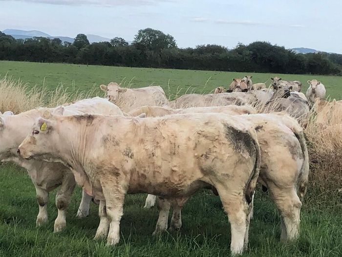 Bullocks