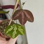 Passiflora trifascinata - rooted small plant Image 6