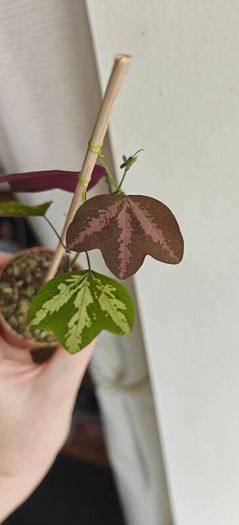 Passiflora trifascinata - rooted small plant