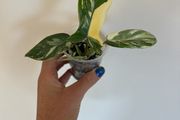 Philodendron Florida Beauty