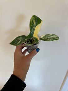 Philodendron Florida Beauty