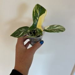 Philodendron Florida Beauty
