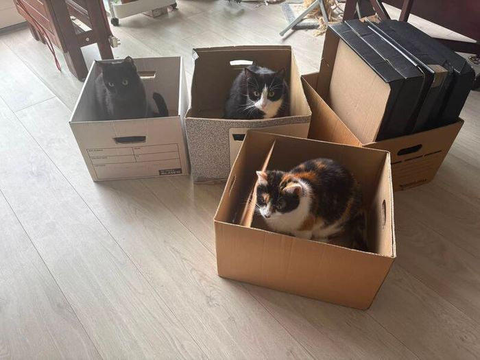 Boxes for moving/storage