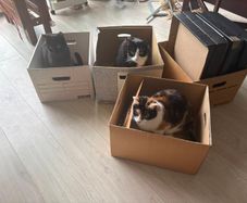 Boxes for moving/storage