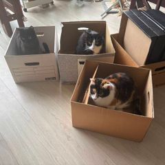 Boxes for moving/storage