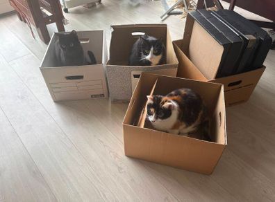 Boxes for moving/storage