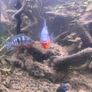 6 Firemouth Cichlids Image 3