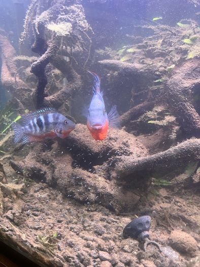 6 Firemouth Cichlids