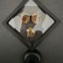 Fossilized prehistoric ammonites, ,With display box. Image 4