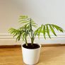 Parlour Palm Chamaedorea Elegans Image 2