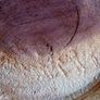 Wood turning bowl, display Image 10