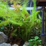 Fish Tank And stand with fish and plants Image 9