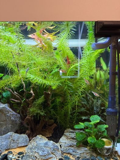 Fish Tank And stand with fish and plants