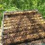 Poly National Hive with Established Colony Image 2