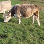 Incalf Charlie Heifers Image 7