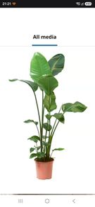 Plant Strelitzia