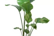 Plant Strelitzia