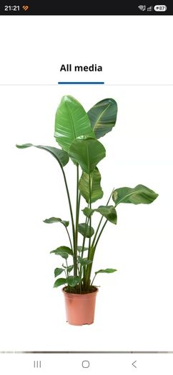 Plant Strelitzia